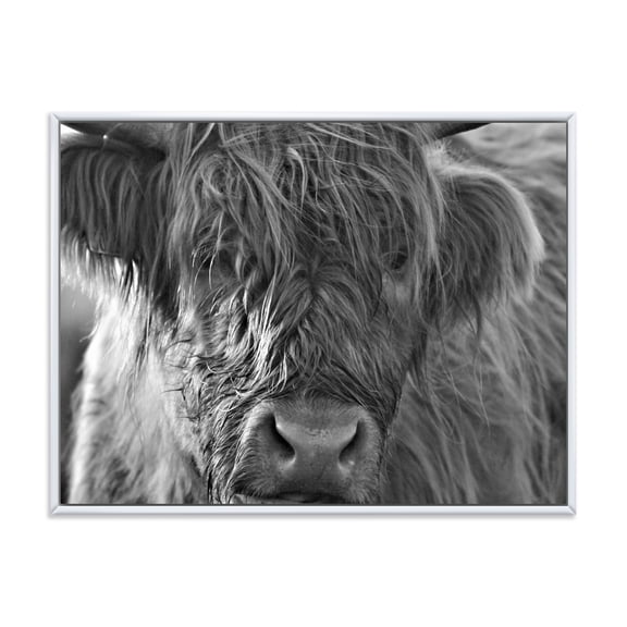 Designart 'Close Up Scottish Highland Cows Living On Moorland' Farmhouse Framed Canvas Wall Art Print
