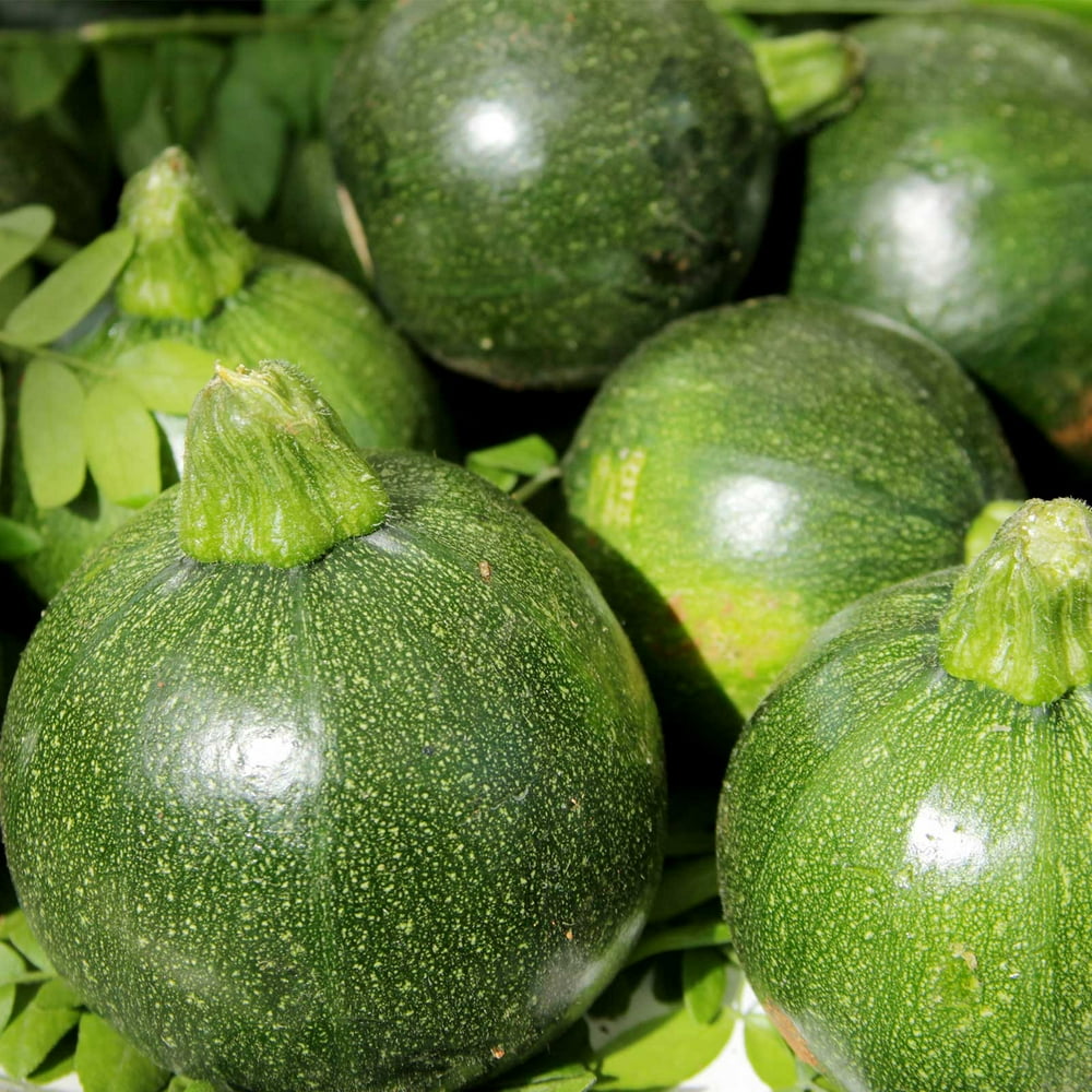 Eight Ball Hybrid Zucchini Summer Squash Garden Seeds 1000 Seeds NonGMO Vegetable