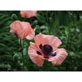 thumbnail image 2 of Bonin, Suzanne 32x25 White Modern Wood Framed Museum Art Print Titled - Helen Elizabeth, 2 of 4