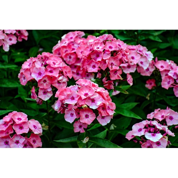 Seedville 100 Brilliant Phlox Flower Seeds, Two-Tone Pink Phlox Drummondii