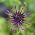 thumbnail image 1 of Purple Flower In Bloom Poster Print, 24 x 24, 1 of 1