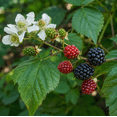 thumbnail image 4 of Set of 2 Ouachita Blackberry Live Plants 4-6 Inches Tall, Thornless Berry Bushes for Garden, Patio and Container Growing, 4 of 7