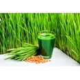 thumbnail image 4 of Complete Chicken Wheat Grass Fodder Grow Kit. 10x20 Grow Container, (3X)Jute Grow Medium Cloth and Wheatgrass Seeds. Harvest in 10 Days. Keto (One Pound Wheatgrass Seeds), 4 of 5