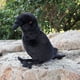 thumbnail image 4 of Peluches de cuervo de pico grande y suave de 20 cm de alto, animales de peluche de cuervo de pájaros negros realistas, regalos para niños, 4 of 4