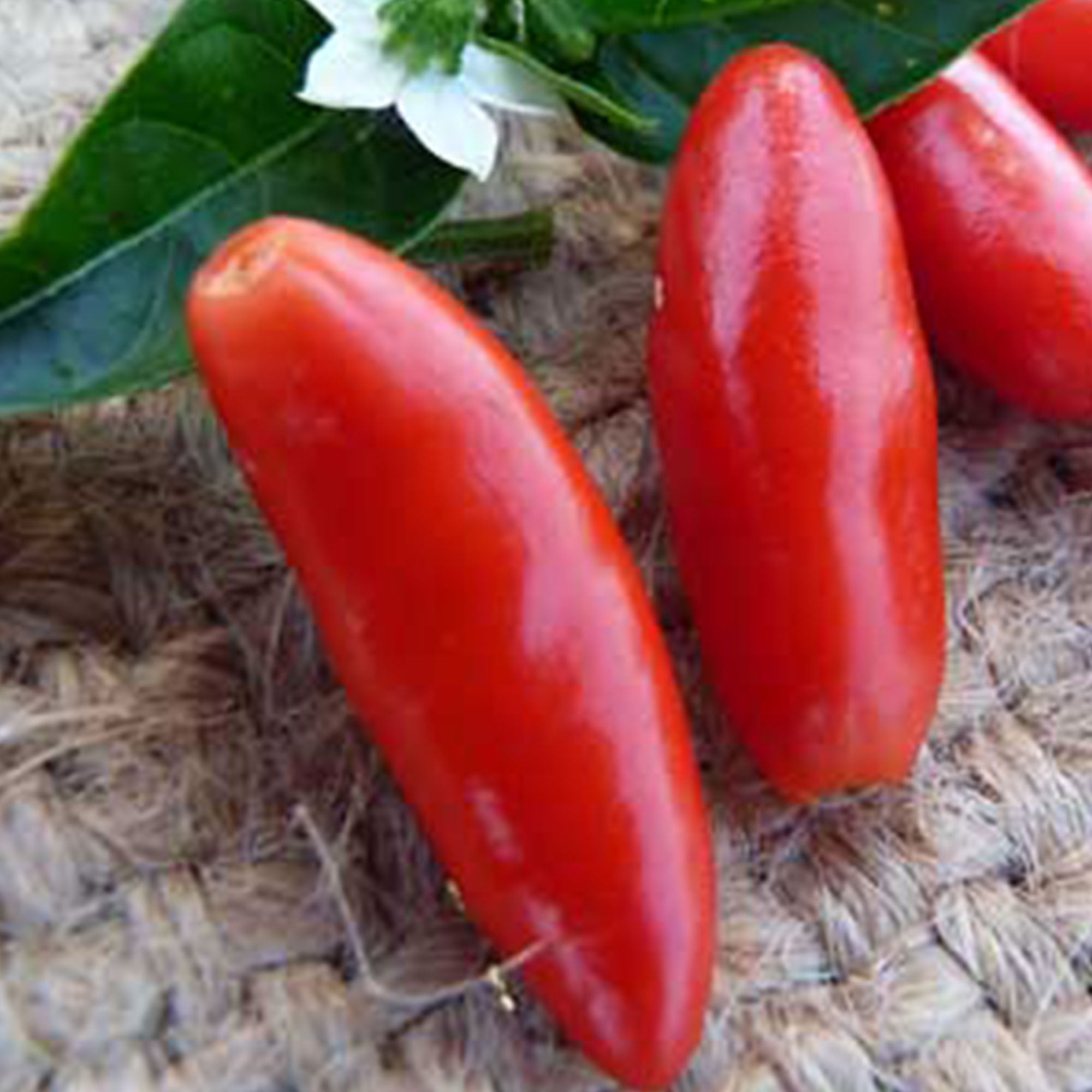 organic chili, chile Hot Pequin Pepper seeds 20 