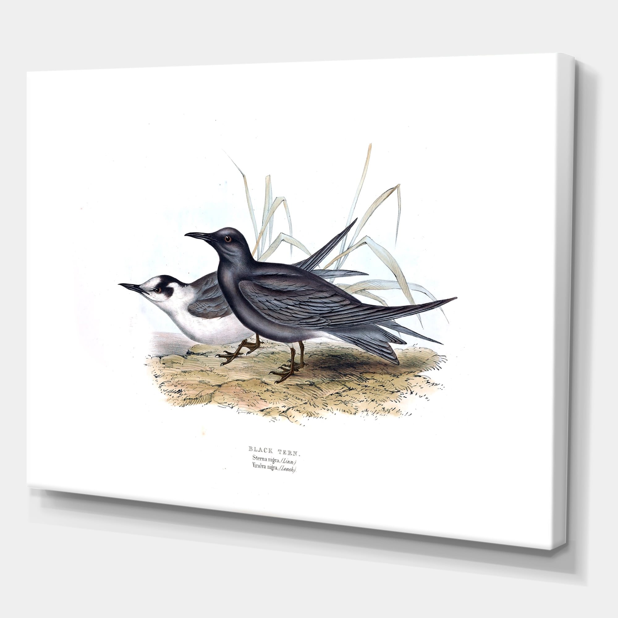 Designart ' Ancient Bird Of Europe II ' Traditional Canvas Wall Art Print