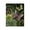 Midnight Garden Butterflies_v1, variant on Stupell Industries Midnight Garden Mushrooms Canvas Wall Art, design by Nicole Tamarin