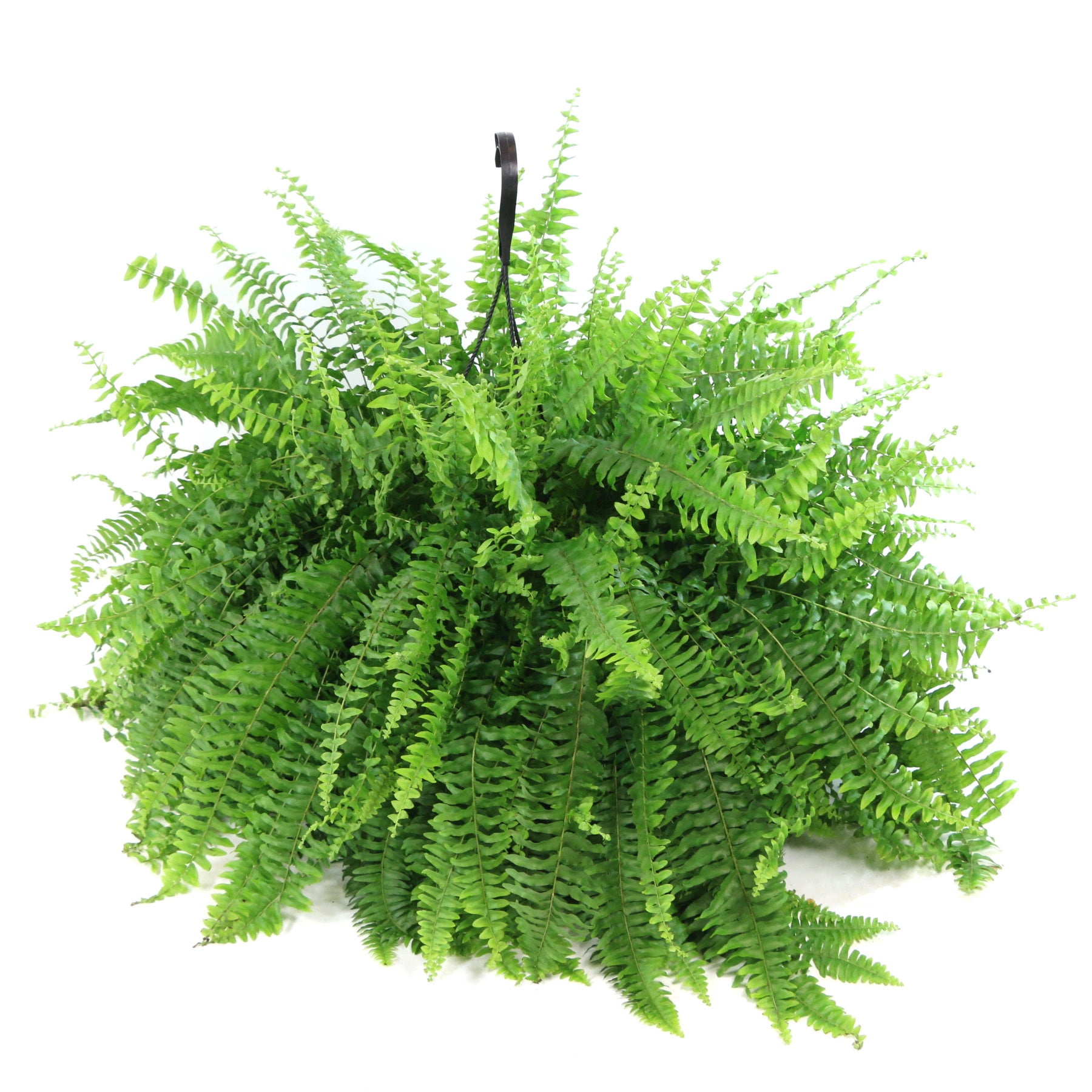 10 in. Boston Fern Hanging Basket Live Houseplant with Indirect Sunlight
