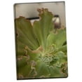 thumbnail image 2 of Gango Home Decor Succulent Garden II by Karyn Millet (Ready to Hang); One 24x36in Hand-Stretched Canvas, 2 of 4
