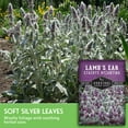 thumbnail image 2 of 2 Packs Lamb's Ear Seeds - Drought Tolerant Wooly Betony - Non-GMO Heirloom Perennial Shade Tolerant, 2 of 7