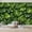Color 3, variant on Wallpaper Green Tropical Monstera Leaves Botanical Peel and Stick Wall Murals 69"H x 96"W Removable PVC Wall Paper Self-Adhesive Wall Paintings Art Decor for Bedroom Living Room