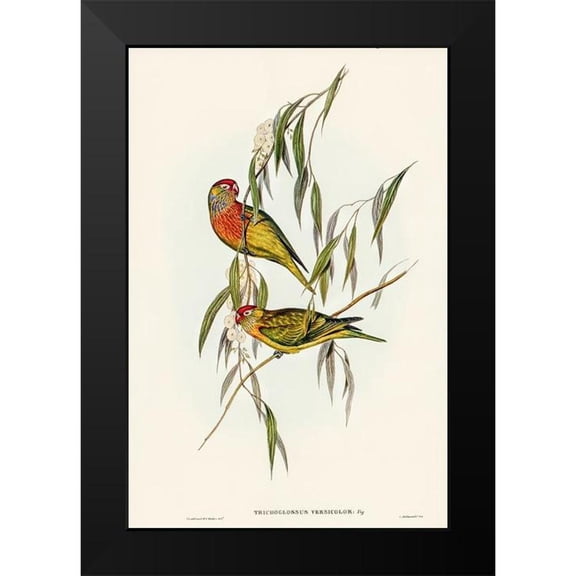 Gould, John 11x14 Black Modern Framed Museum Art Print Titled - Varied Lorikeet-Trichoglossus versicolor