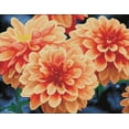 thumbnail image 2 of Diamond Dotz Peach Dahlias - Pre-Framed Kit Flower Diamond Painting Kits for Adults - Diamond Art Kits a Relaxing Creative Craft Kit with Dotz Gems 13.7"x17.7", 2 of 4