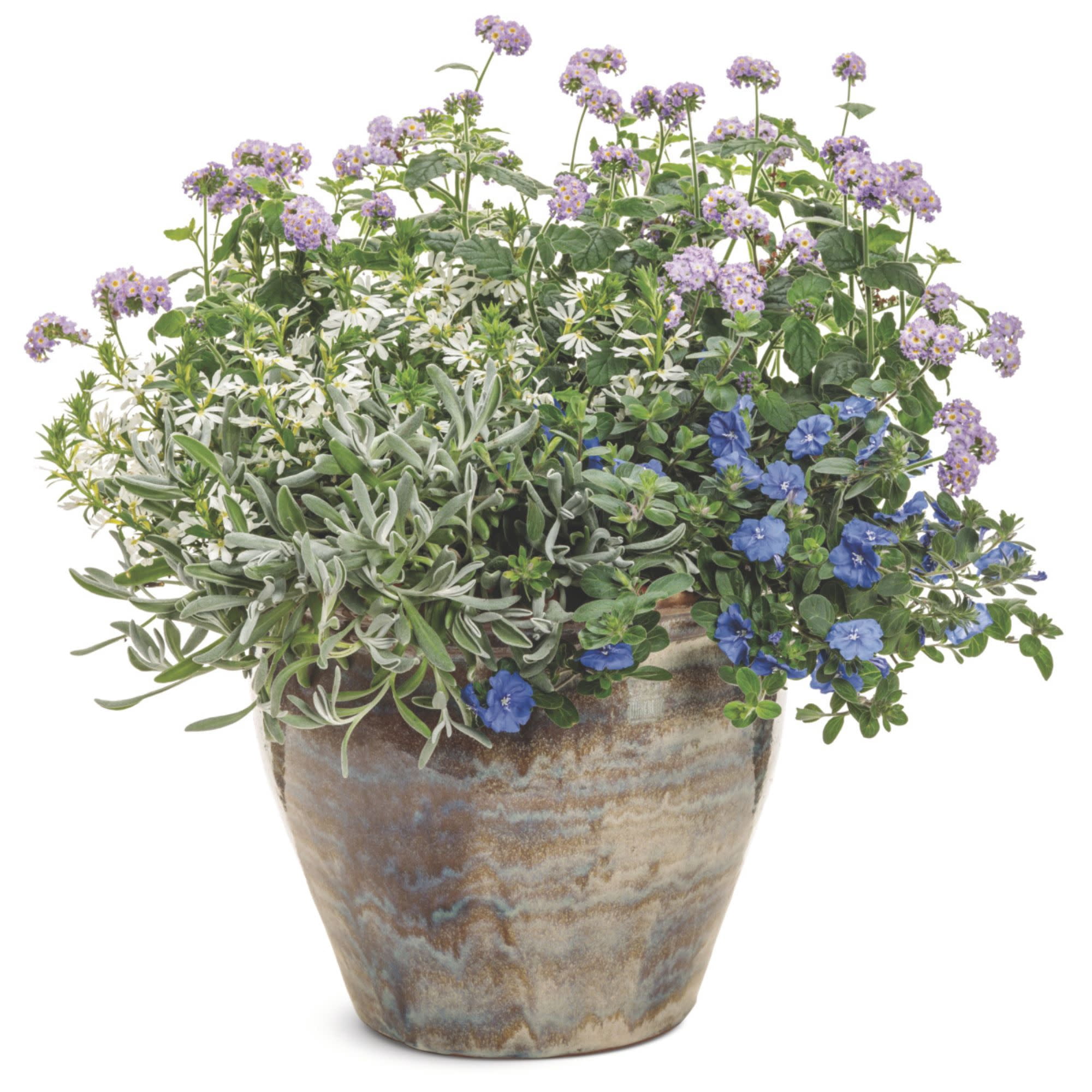 Proven Winners 4" White Silver River Didelta Live Plant in 4.25" Pot (4 Count)
