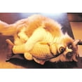 thumbnail image 5 of Nouveaux Jouets en Peluche en Forme de Poisson Menthe pour Chien Chaton avec Herbe à Chat, 5 of 5