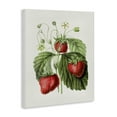 thumbnail image 3 of Stupell Industries French Country Vintage Strawberries Study Canvas Art, 30 x 40, by Lettered and Lined, 3 of 8