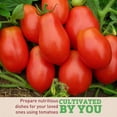 thumbnail image 3 of Harris Seeds Tomato Roma VF, Determinate Paste Tomato, 5,000 Count, 3 of 7