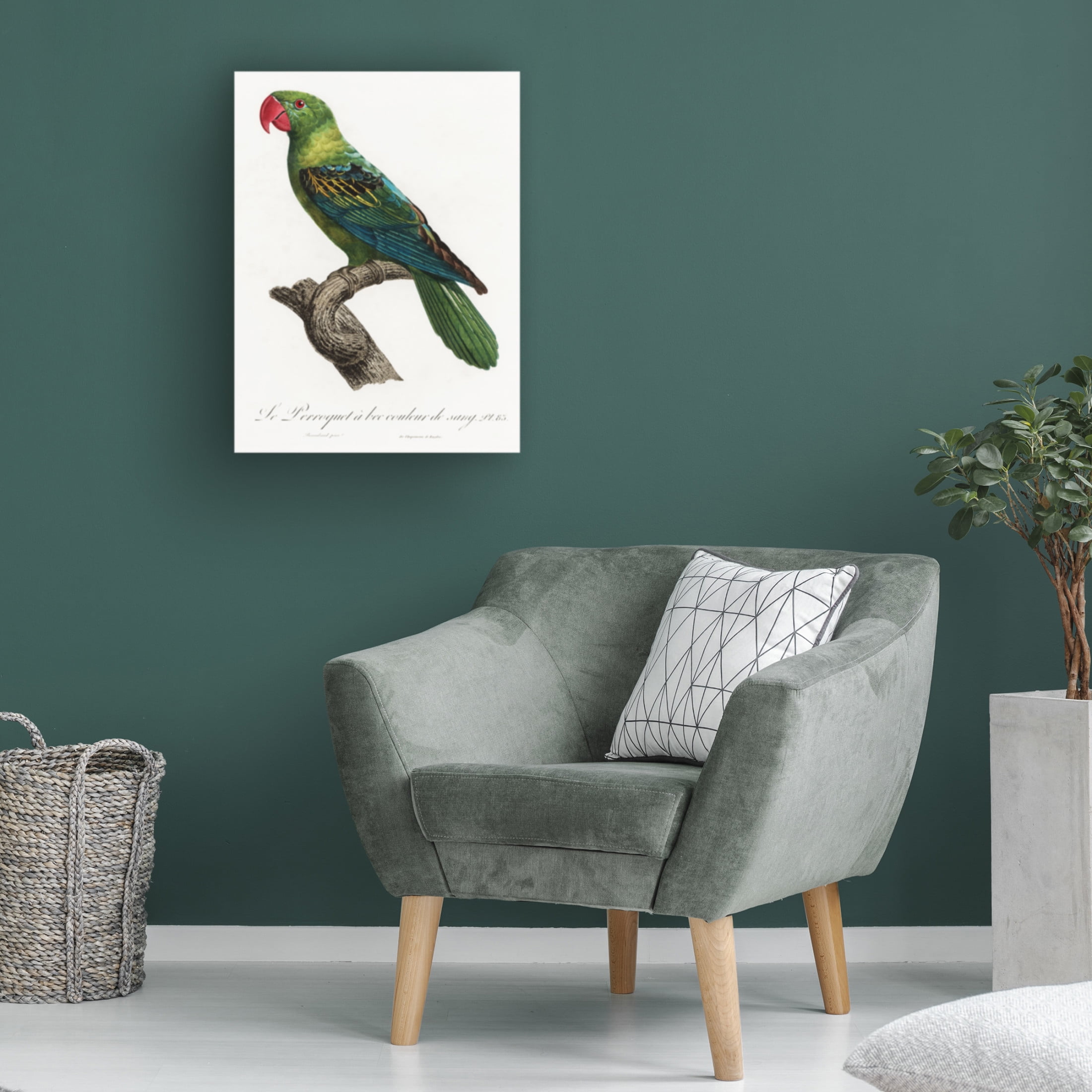 Trademark Fine Art Francois Levaillant Levaillant Parrot X Canvas Wall Art