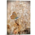 thumbnail image 1 of ARTCANVAS Royal Butterfly Canvas Art Print - Size: 18" x 12" (1.50" Deep), 1 of 9