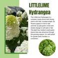 thumbnail image 2 of Compact Limelight Hydrangea Plant, Hydrangea Dormant Tree from 8 to 10 Inches in Height, Quart Pot for Planting, 2 of 6