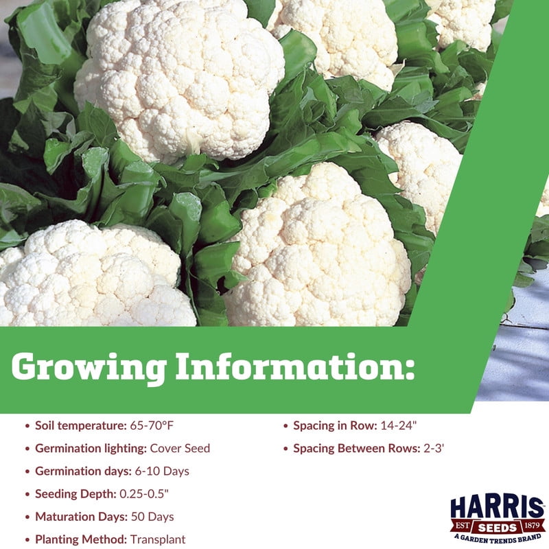 Harris Seeds Cauliflower Snow Crown Seed - Thumbnail 3