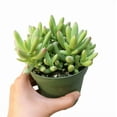 thumbnail image 6 of Crassula Nudicaulis Var. Herrei Succulent Live Plant 2 Inch for Indoor Outdoor Home Office Garden Decor, 6 of 6