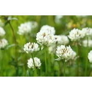 White Dutch Clover Seed Flowering Seeds for Wildlife Food Plots & Soil Erosion Control 1 lb OrOlam Brand