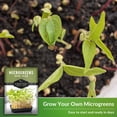 thumbnail image 4 of Mung Bean Microgreens Seeds - Heirloom Annual Full Sun Vegetable - 5 Packs, 4 of 6