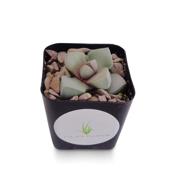 Karoo Split Rock Lapidaria Margaretae Mimicry Succulents, 2" Pot