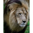 thumbnail image 2 of Underdahl, Dana 12x14 Gold Ornate Wood Framed with Double Matting Museum Art Print Titled - Lion III, 2 of 4