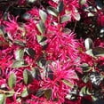 thumbnail image 2 of Brighter Blooms - Crimson Fire™ Loropetalum Shrub, 3 gal - No Shipping to AK, AZ, HI, 2 of 3