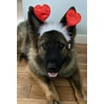 thumbnail image 2 of Midlee Valentine's Heart Large Dog Headband, 2 of 5