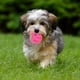 thumbnail image 5 of KAKOWELY Juguete interactivo para perros, pelota para perros, juguete dispensador de golosinas, juguete chirriante para perros, 5 of 5