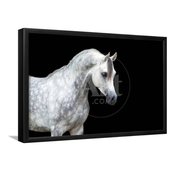 Arabian Horse Head Isolated on Black Background, Animals Framed Art Print Wall Art by Alexia Khruscheva Sold by Art.Com