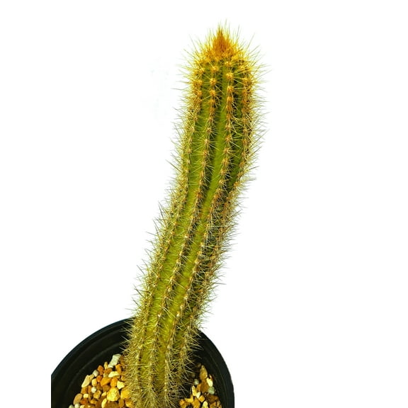 Cactus - Pilosocereus aurisetus ssp. werdermannianus HU103