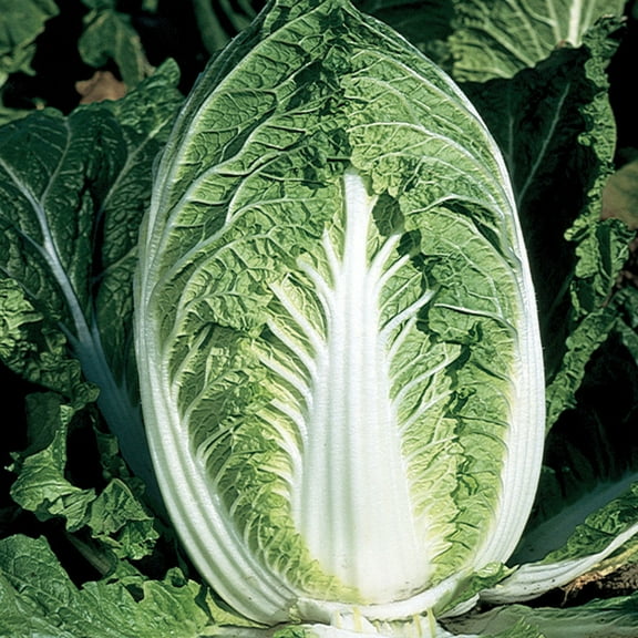 Chinese Cabbage Seeds - Yuki - Hybrid - 500 Mg Packet ~125 Seeds - Non-GMO, F1 Hybrid - Asian Garden Vegetable