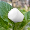 thumbnail image 4 of 30mm Sponge Cylinders Soilless Hydroponic Sponge For Hydroponic Seed Growth, 4 of 5