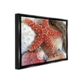 thumbnail image 4 of Stupell Industries Various Seashells Ashore Animals & Insects Photography Black Floater Framed Canvas Art Print Wall Art, 21 x 17, 4 of 10