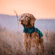 thumbnail image 5 of Apuakthei Abrigo de invierno para perros a cuadros de estilo británico, resistente al viento, repelente al agua, acogedor abrigo para perros para clima frío, forro polar, ropa para perros, chaqueta, 5 of 5