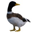 thumbnail image 1 of Almencla Realistic Artificial Animal Feathered Garden Decor Figure Duck Turning Back, 1 of 4