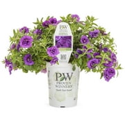 Proven Winners 4" Purple Calibrachoa Live Plant Grower Pot