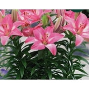 5 Rozalynn Asiatic Lilium Bulbs