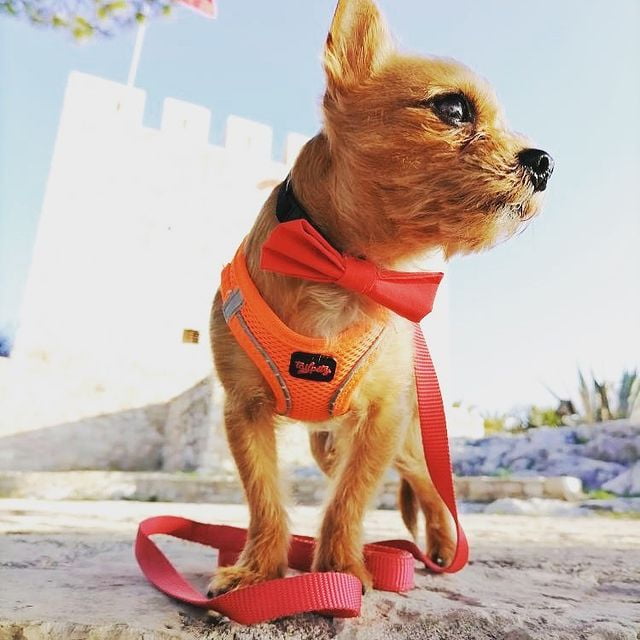 Tailpetz Step-in Breathable Airmesh Vest Harness Reflective Soft Padded Harnesses for Cats Puppies Small and Medium Dogs (Neon-Orange 3XSmall)