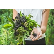 CZ Grain Heirloom Fruit Mix Plant Seeds (6 Pack)