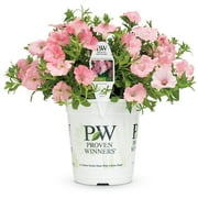 Proven Winners 1.56PT Petunia Sprtna Brmdabch