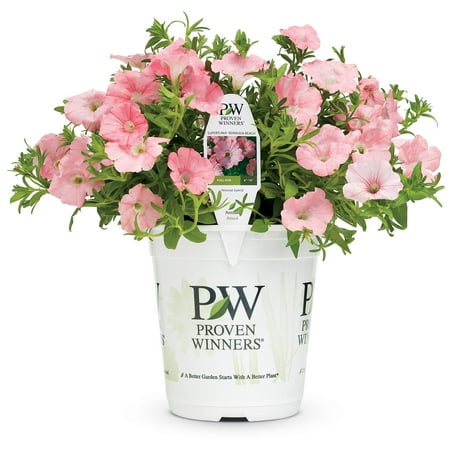 Proven Winners 1.56PT Petunia Sprtna Brmdabch