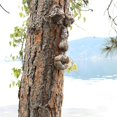 thumbnail image 4 of Árbol Monstruo Decoración Viejo Hombre Resplandor Ojos Escultura Resina Corteza Fantasma Cara Para Pascua Advancent HA027706-02, 4 of 7