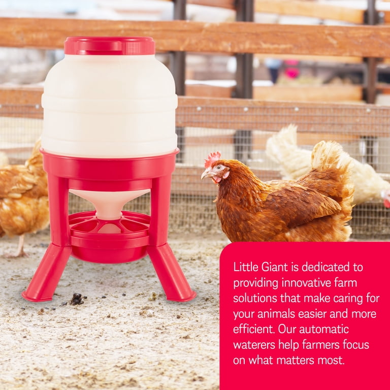 Little Giant Plastic Dome Feeder – 60 Lb Capacity Gravity-Fed Poultry Feed Container For Backyard Chickens