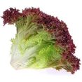 thumbnail image 2 of GSDWIUEW 2000+ Lolla Rossa Lettuce Seeds- All Heirloom Seeds- These Crisp, Tender Leaves Have a Delicate, Slightly Sweet Flavour and Beautiful Ruffled, deep Burgundy Colouring., 2 of 5