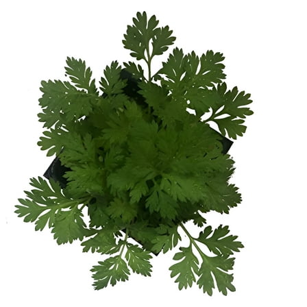 Feverfew Plant, (Tanacetum parthenium) 2.5 inch Pot